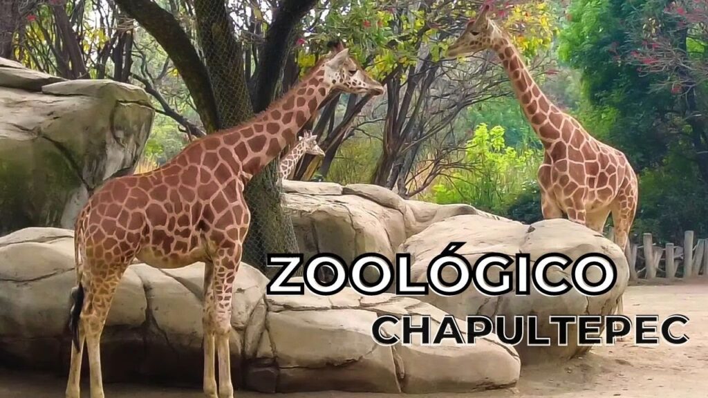 Conoce la fauna en el Zoológico de Chapultepec