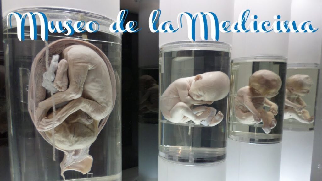 Descubre el fascinante Museo de la Medicina Mexicana